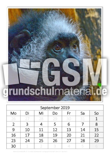 September_Bärenstummelaffe.pdf